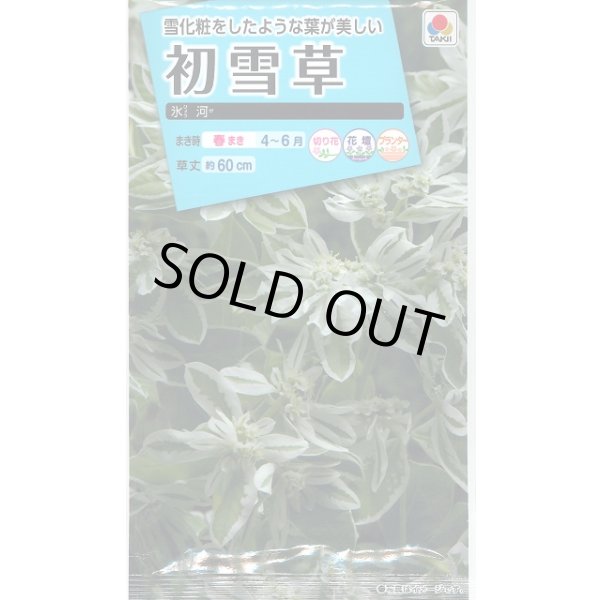 画像1: 送料無料　花の種　初雪草　氷河(ひょうが)　1袋(約50粒)　タキイ種苗（株）NL150 (1)