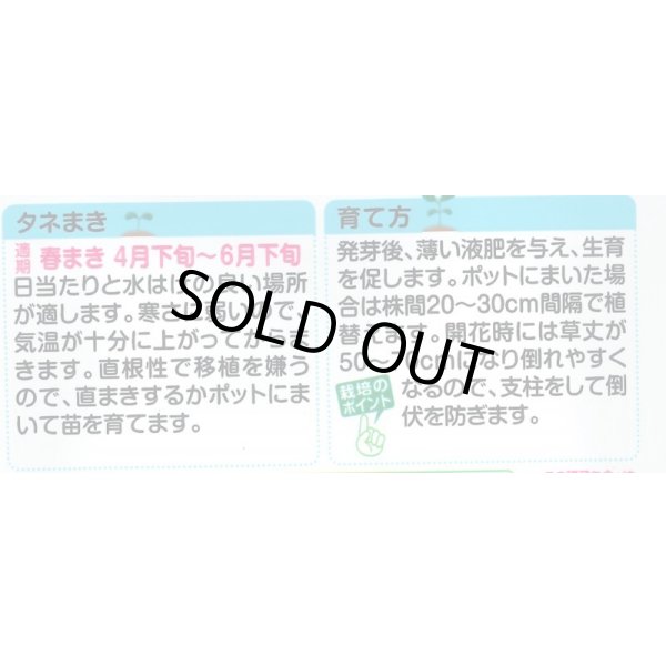 画像2: 送料無料　花の種　初雪草　氷河(ひょうが)　1袋(約50粒)　タキイ種苗（株）NL150 (2)