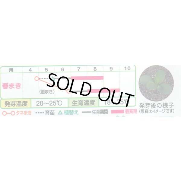 画像3: 送料無料　花の種　初雪草　氷河(ひょうが)　1袋(約50粒)　タキイ種苗（株）NL150 (3)