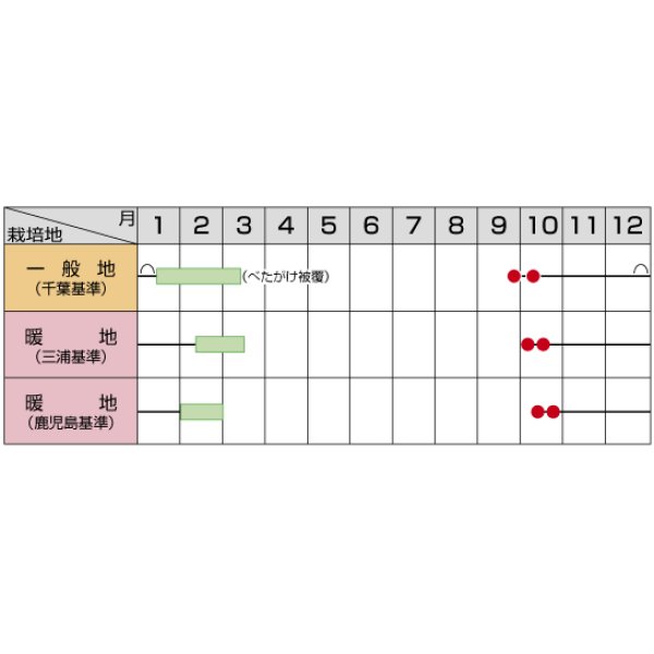 画像5: 送料無料 大根 冬みね2号 8000粒 (株)サカタのタネ (5)