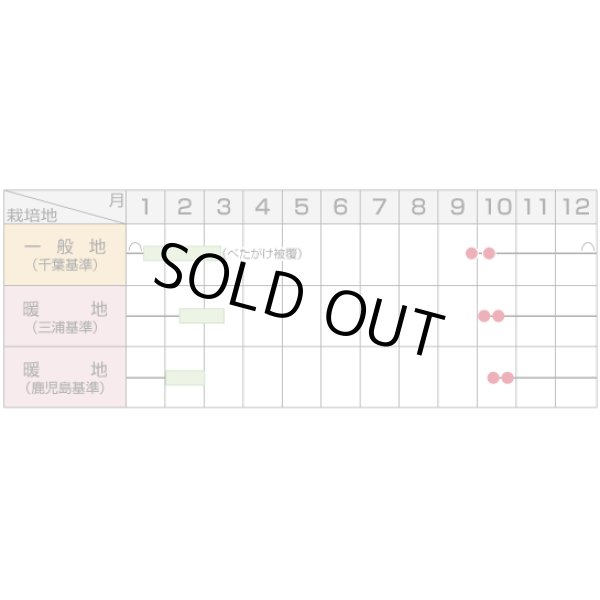 画像5: 送料無料 大根 冬みね2号 5000粒 ペレット種子 (株)サカタのタネ (5)