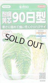 画像: [白菜]　耐病黄芯90日型（冬月90）　約130粒　サカタ交配　実咲