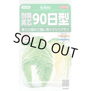 画像: [白菜]　耐病黄芯90日型（冬月90）　約130粒　サカタ交配　実咲