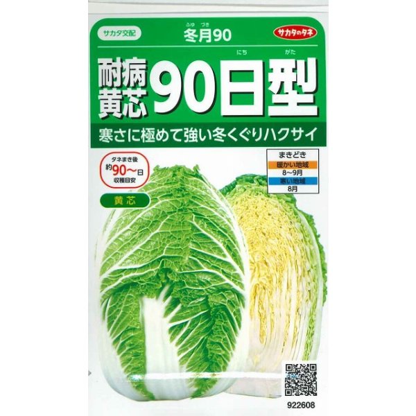 画像1: 送料無料　[白菜]　耐病黄芯90日型(冬月90)　約130粒　(株)サカタのタネ　実咲450（002937） (1)