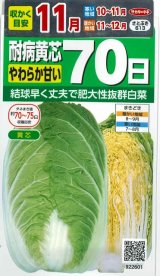 画像: 白菜　耐病黄芯やわらか甘い70日(さとぶき613)　約130粒　(株)サカタのタネ　実咲450（002933）