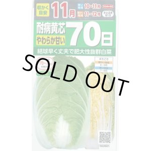 画像: 白菜　耐病黄芯やわらか甘い70日（さとぶき613）　約130粒　サカタ交配　実咲