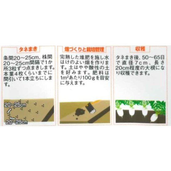 画像5: 送料無料　[大根]　ミニダイコン　ころっ娘　約150粒　(株)サカタのタネ　実咲450（003073） (5)