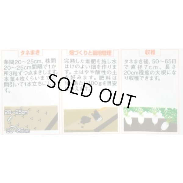画像5: 送料無料　[大根]　ミニダイコン　ころっ娘　約150粒　(株)サカタのタネ　実咲450（003073） (5)