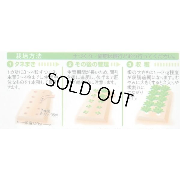 画像2: 送料無料　[かぶ]　早生大蕪　小袋　3.5ml　タキイ種苗(株)　RF (2)