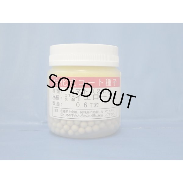 画像1: 送料無料　[トマト/ミニトマト]　イエローミミ　コート600粒　カネコ種苗（株） (1)