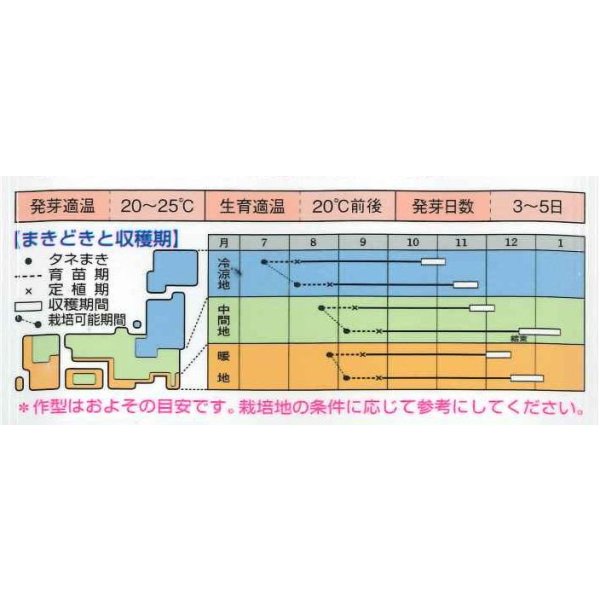 画像2: 送料無料　[白菜]　黄ごころ80　20ml　タキイ種苗(株) (2)