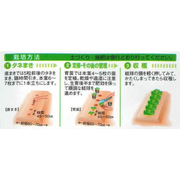 画像3: 送料無料　[白菜]　黄ごころ80　20ml　タキイ種苗(株) (3)