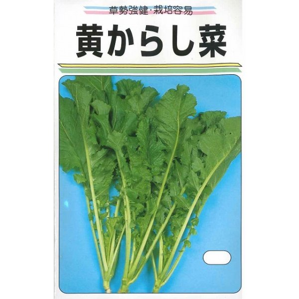画像1: 送料無料　黄からし菜　20ml (1)