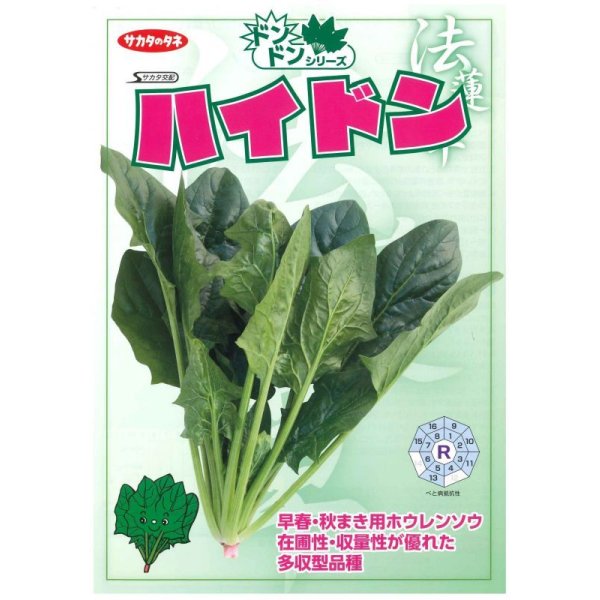 画像2: [ほうれんそう]　ハイドン　種子サイズ：M　3万粒　（株）サカタのタネ (2)