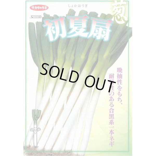 画像4: 送料無料 [ねぎ] 初夏扇 ペレット種子 6千粒 (株)サカタのタネ (4)