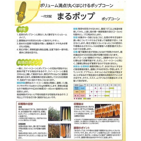 画像3: 送料無料　[とうもろこし]　まるポップ　約65粒　(株)サカタのタネ　実咲450（002893） (3)