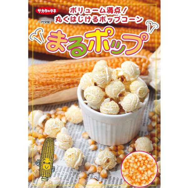 画像2: [とうもろこし]　まるポップ　約65粒　サカタ交配　実咲 (2)