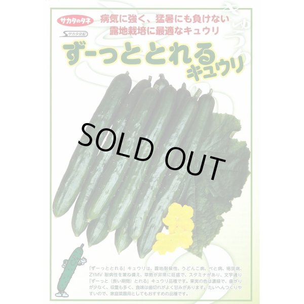 画像3: 送料無料　[キュウリ]　ずーっととれる　350粒　(株)サカタのタネ (3)
