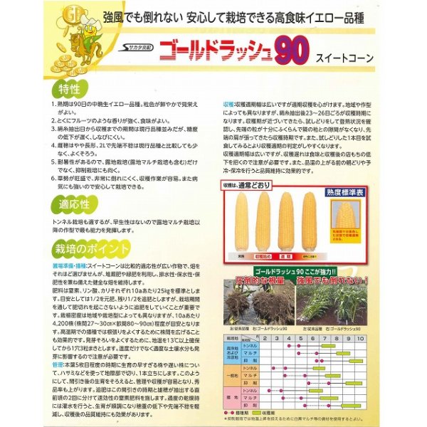 画像4: [とうもろこし] ゴールドラッシュ90 2000粒 (株)サカタのタネ (4)