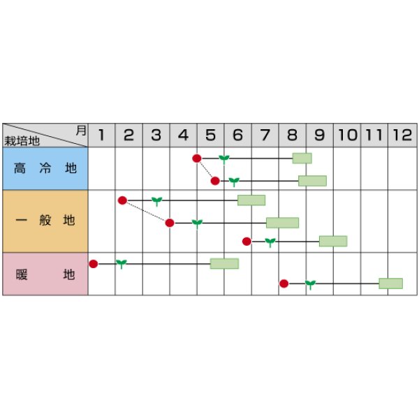 画像3: 送料無料　[かぼちゃ]　くりほまれ　500粒　(株)サカタのタネ (3)