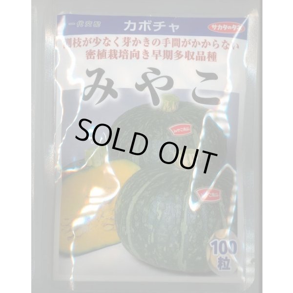 画像1: 送料無料　[かぼちゃ]　みやこ　100粒　(株)サカタのタネ (1)