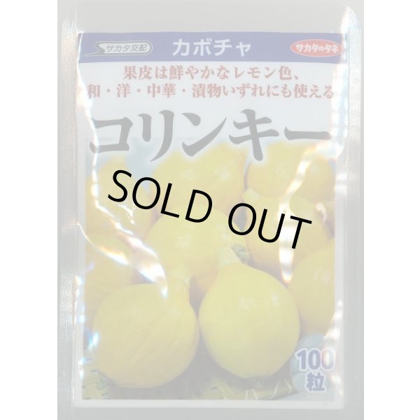 画像1: 送料無料　[かぼちゃ]　コリンキー　100粒　(株)サカタのタネ (1)