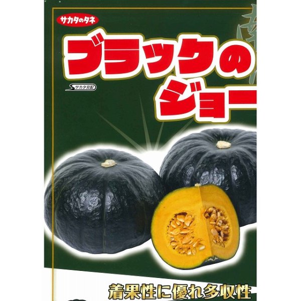 画像3: [かぼちゃ]　ブラックのジョー　6粒　サカタのタネ（株）　実咲400 (3)