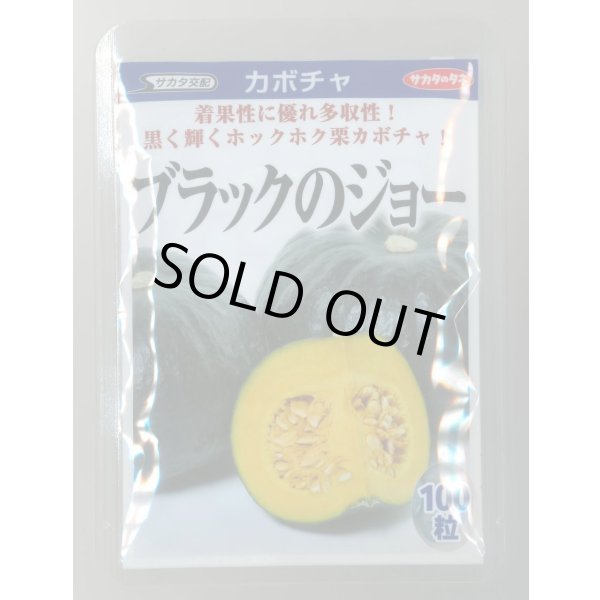 画像1: 送料無料　[かぼちゃ]　ブラックのジョー　100粒　(株)サカタのタネ (1)