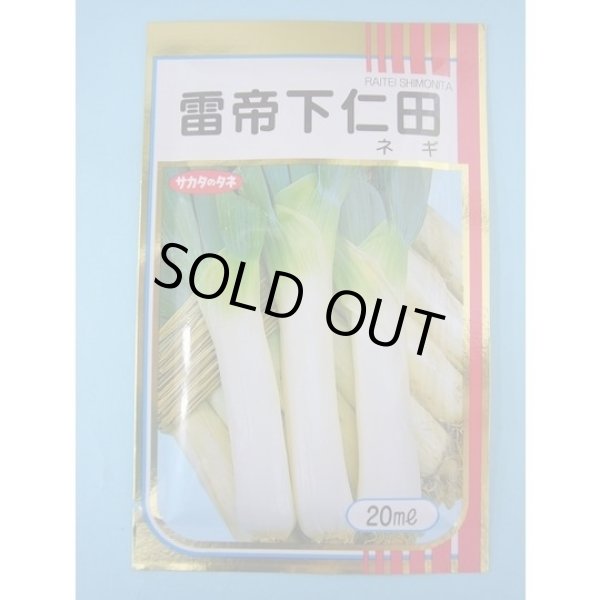 画像1: 送料無料 [ねぎ] 雷帝下仁田 20ml サカタのタネ(株) (1)
