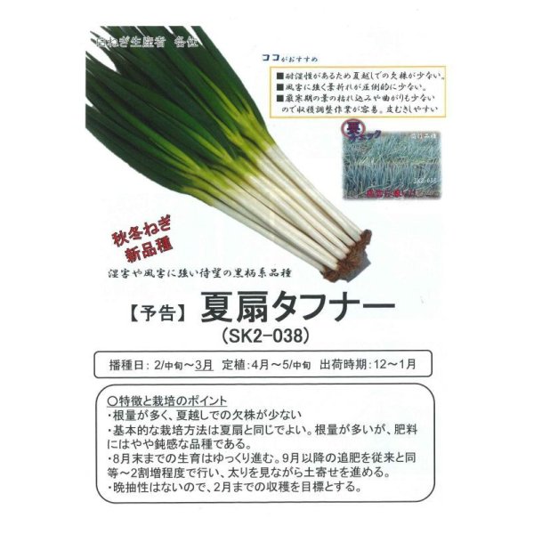 画像5: 送料無料 [ねぎ] 夏扇タフナー ペレット種子 6000粒 (株)サカタのタネ (5)