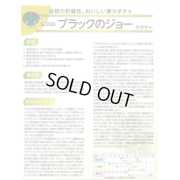 画像4: 送料無料　[かぼちゃ]　ブラックのジョー　6粒　(株)サカタのタネ　実咲450（002875） (4)