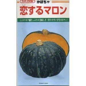 画像: [かぼちゃ]　恋するマロン　50粒　カネコ交配