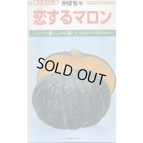 画像1: 送料無料　[かぼちゃ]　恋するマロン　100粒　カネコ種苗（株） (1)