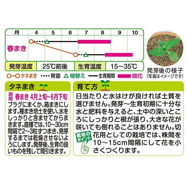 画像2: 花の種　ひまわり　フロリスタン　小袋　タキイ種苗（株） (2)