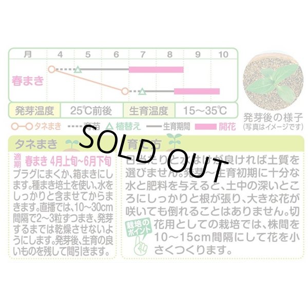画像2: 送料無料　花の種　ひまわり　フロリスタン　小袋　タキイ種苗(株)NL200 (2)