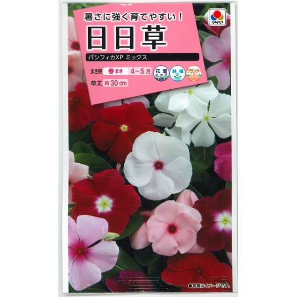 画像1: 花の種　日日草（ビンカ）・パシフィカ XP ミックス　小袋　タキイ種苗（株） (1)