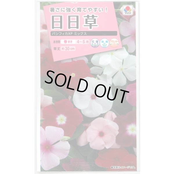 画像1: 送料無料　花の種　日日草(ビンカ)・パシフィカ　XP　ミックス　小袋　タキイ種苗(株)NL300 (1)