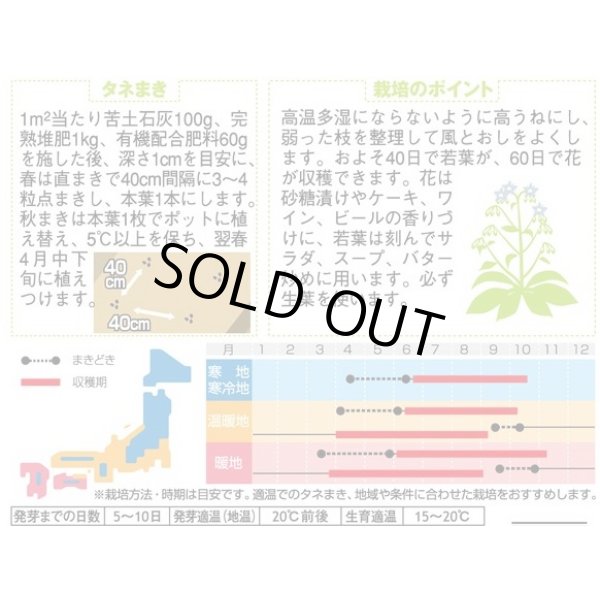 画像2: 送料無料　[ハーブの種]　ボリジ　約45粒　(株)サカタのタネ　実咲（003191） (2)