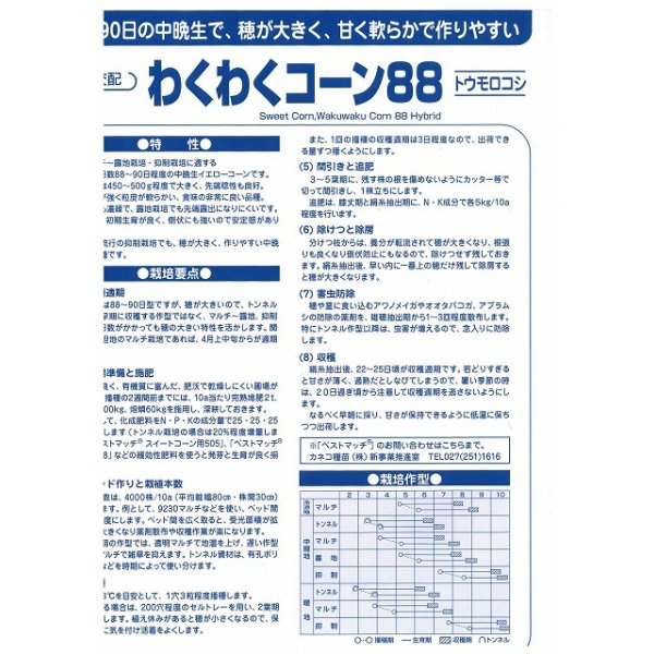 画像3: 送料無料　[とうもろこし]　わくわくコーン88　100粒　カネコ種苗（株） (3)