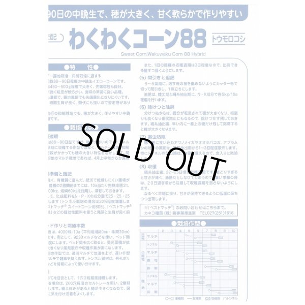 画像3: 送料無料　[とうもろこし]　わくわくコーン88　100粒　カネコ種苗（株） (3)