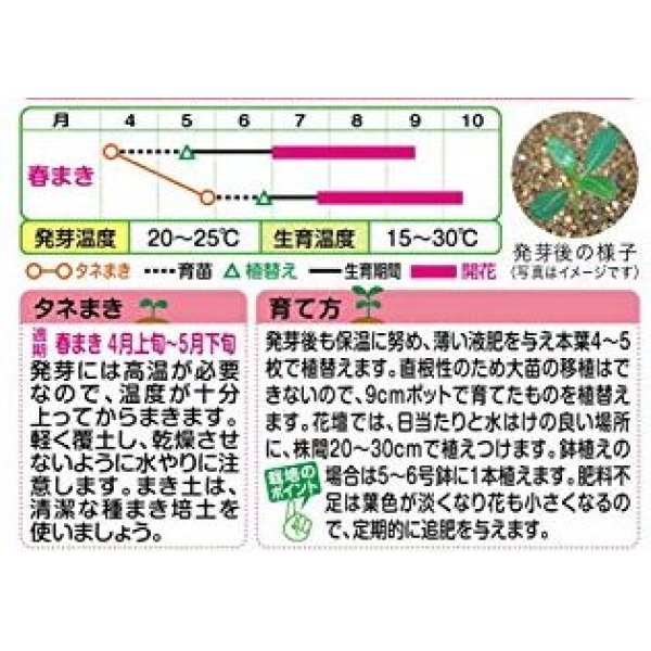 画像3: 花の種　日日草（ビンカ）・パシフィカ XP ミックス　小袋　タキイ種苗（株） (3)