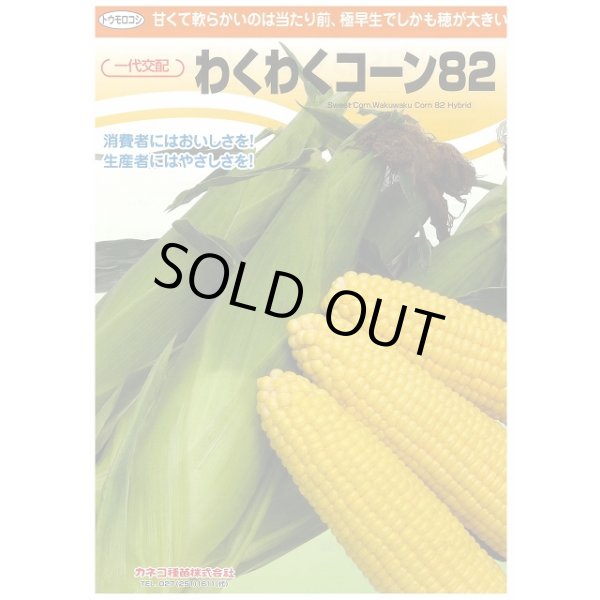 画像2: 送料無料　[とうもろこし]　わくわくコーン82　100粒　カネコ種苗（株） (2)