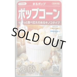 画像: 送料無料　[とうもろこし]　まるポップ　約65粒　(株)サカタのタネ　実咲450（002893）