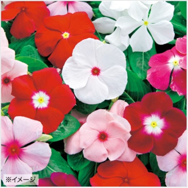 画像2: 花の種　日日草（ビンカ）・パシフィカ XP ミックス　小袋　タキイ種苗（株） (2)