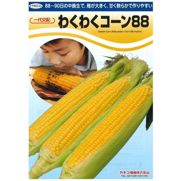 画像2: 送料無料　[とうもろこし]　わくわくコーン88　100粒　カネコ種苗（株） (2)