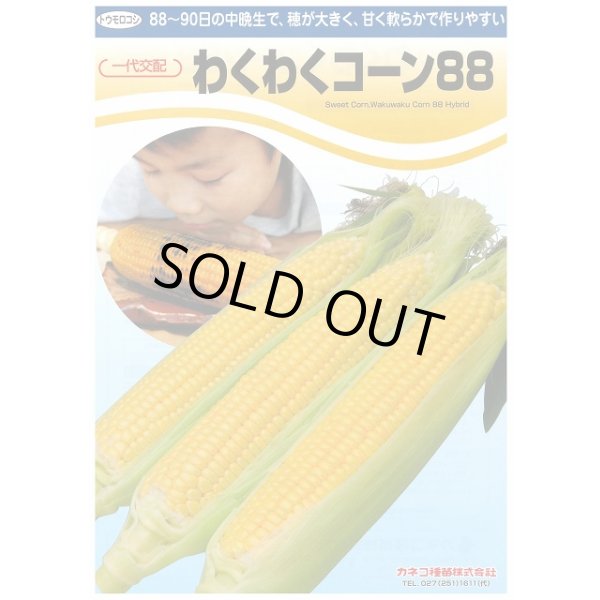 画像2: 送料無料　[とうもろこし]　わくわくコーン88　100粒　カネコ種苗（株） (2)
