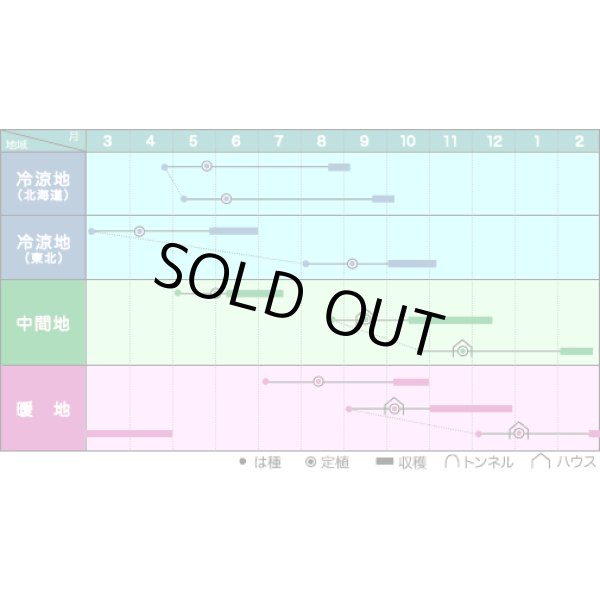 画像3: 送料無料　[ズッキーニ]　ＫＺ-2　100粒　ヴィルモランみかど（株） (3)