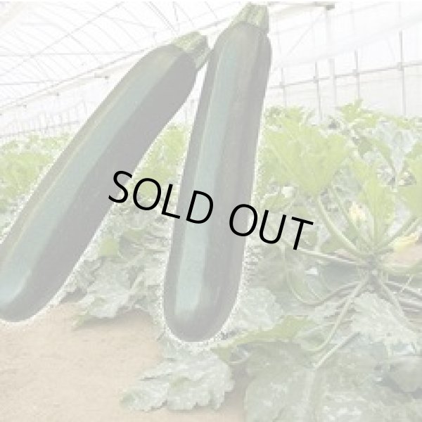 画像2: 送料無料　[ズッキーニ]　ＫＺ-2　100粒　ヴィルモランみかど（株） (2)