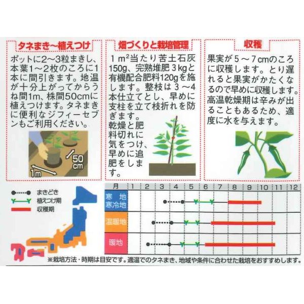 画像2: [ししとう]　翠臣　約30粒　サカタ交配　実咲 (2)