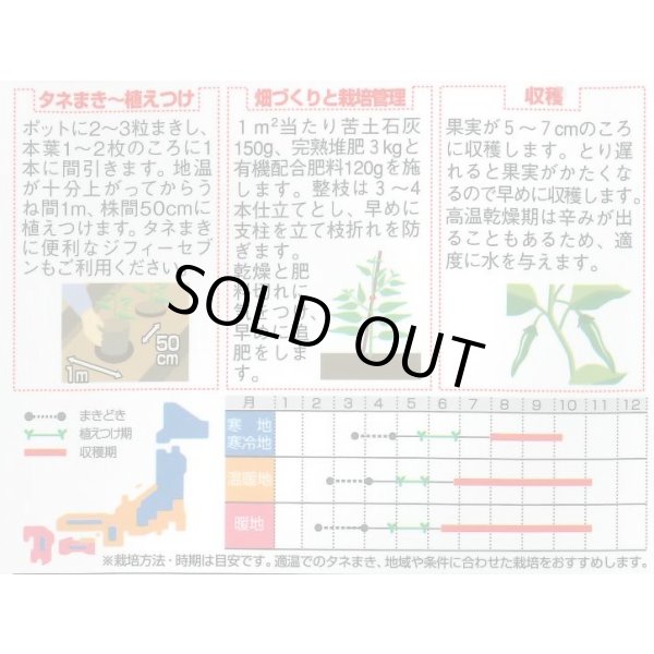 画像2: 送料無料　[ししとう]　翠臣　約30粒　(株)サカタのタネ　実咲450 （002905） (2)